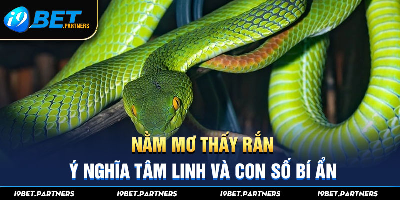 Nằm Mơ Thấy Rắn - Ý Nghĩa Tâm Linh Và Con Số Bí Ẩn